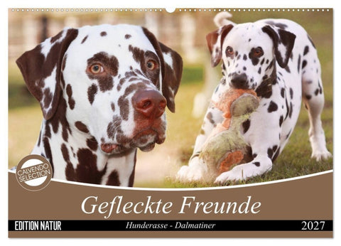 Gefleckte Freunde - Hunderasse Dalmatiner (Wandkalender 2027 DIN A2 quer), CALVENDO Monatskalender