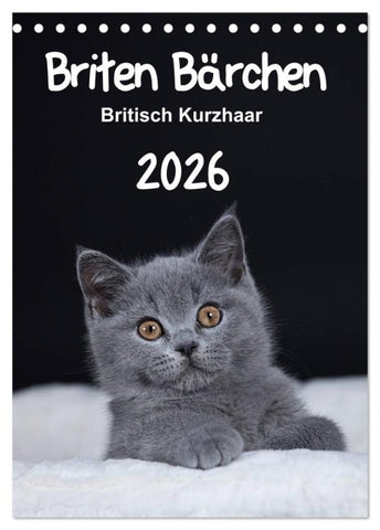 Briten Bärchen – Britisch Kurzhaar 2026 (Tischkalender 2026 DIN A5 hoch), CALVENDO Monatskalender