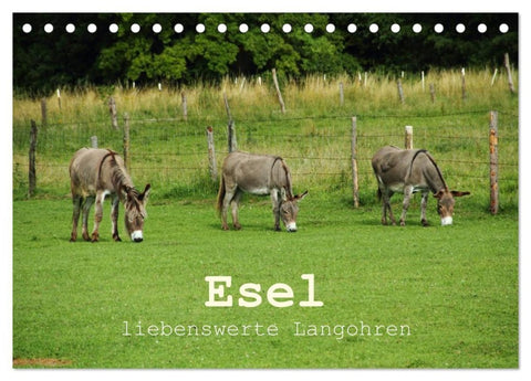 Esel - liebenswerte Langohren (Tischkalender 2027 DIN A5 quer), CALVENDO Monatskalender