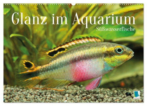 Glanz im Aquarium: Süßwasserfische (Wandkalender 2027 DIN A2 quer), CALVENDO Monatskalender