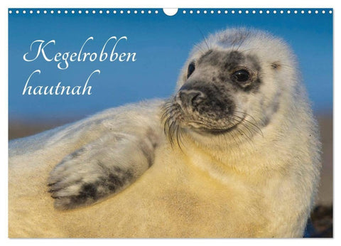 Kegelrobben hautnah (Wandkalender 2027 DIN A3 quer), CALVENDO Monatskalender