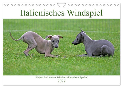 Italienisches Windspiel (Wandkalender 2027 DIN A4 quer), CALVENDO Monatskalender