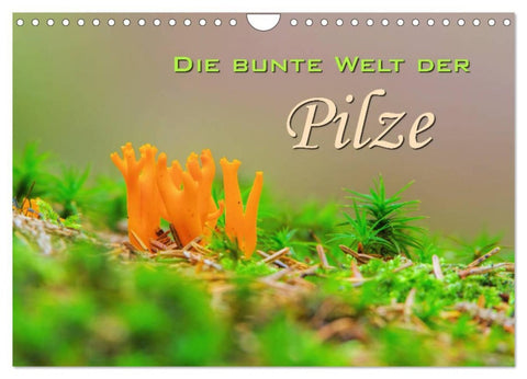 Die bunte Welt der Pilze (Wandkalender 2026 DIN A4 quer), CALVENDO Monatskalender
