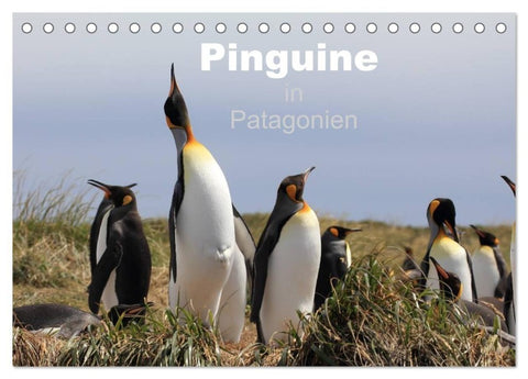 Pinguine in Patagonien (Tischkalender 2027 DIN A5 quer), CALVENDO Monatskalender