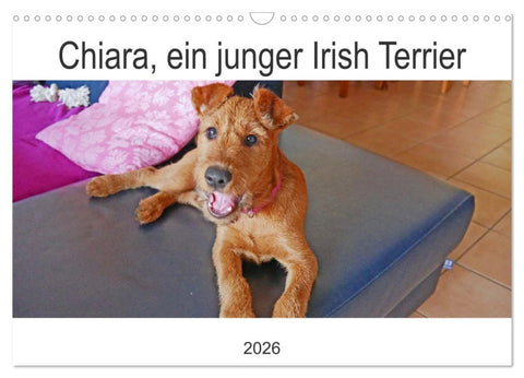 Chiara, ein junger Irish Terrier (Wandkalender 2026 DIN A3 quer), CALVENDO Monatskalender