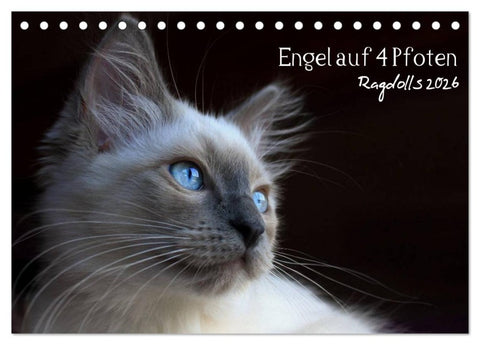 Engel auf 4 Pfoten - Ragdolls 2026 (Tischkalender 2026 DIN A5 quer), CALVENDO Monatskalender