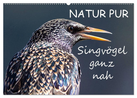 NATUR PUR - Singvögel ganz nah (Wandkalender 2026 DIN A2 quer), CALVENDO Monatskalender