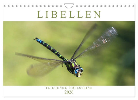 Libellen - Fliegende Edelsteine (Wandkalender 2026 DIN A4 quer), CALVENDO Monatskalender