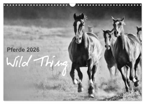 Pferde 2026 Wild Thing (Wandkalender 2026 DIN A3 quer), CALVENDO Monatskalender