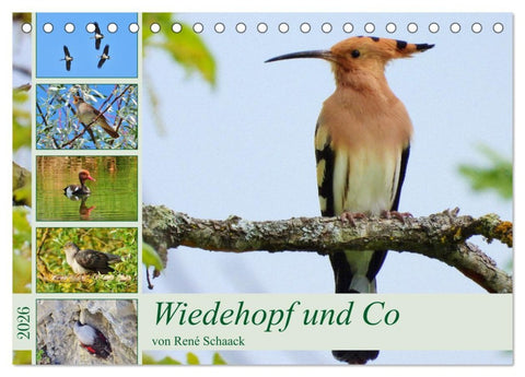 Wiedehopf und Co - von René Schaack (Tischkalender 2026 DIN A5 quer), CALVENDO Monatskalender