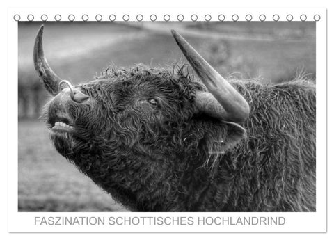 Faszination Schottisches Hochlandrind (Tischkalender 2027 DIN A5 quer), CALVENDO Monatskalender