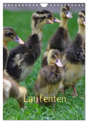 Laufenten (Wandkalender 2027 DIN A4 hoch), CALVENDO Monatskalender