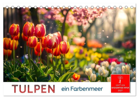 Tulpen - ein Farbenmeer (Tischkalender 2027 DIN A5 quer), CALVENDO Monatskalender