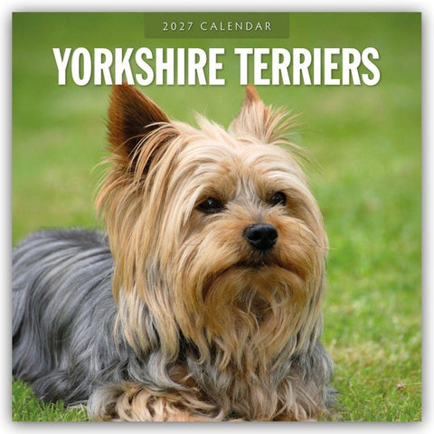 Yorkshire Terriers – Yorkshire Terrier 2027 – 16-Monatskalender