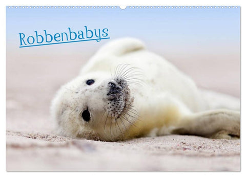Robbenbabys (Wandkalender 2026 DIN A2 quer), CALVENDO Monatskalender