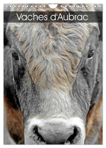 Vaches d'Aubrac (Calendrier mural 2027 DIN A4 horizontal), CALVENDO calendrier mensuel