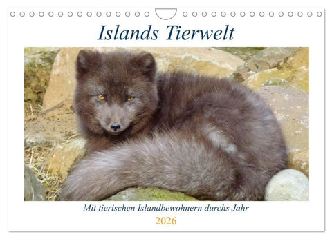 Islands Tierwelt - Mit tierischen Inselbewohnern durchs Jahr (Wandkalender 2026 DIN A4 quer), CALVENDO Monatskalender