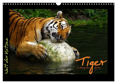 Welt der Katzen - Tiger (Wandkalender 2027 DIN A3 quer), CALVENDO Monatskalender