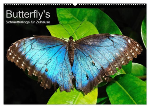 Butterfly's - Schmetterlinge für Zuhause (Wandkalender 2027 DIN A2 quer), CALVENDO Monatskalender