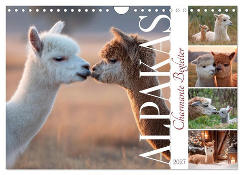 Alpakas - Charmante Begleiter (Wandkalender 2027 DIN A4 quer), CALVENDO Monatskalender