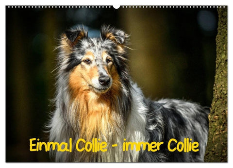 Einmal Collie - immer Collie (Wandkalender 2027 DIN A2 quer), CALVENDO Monatskalender