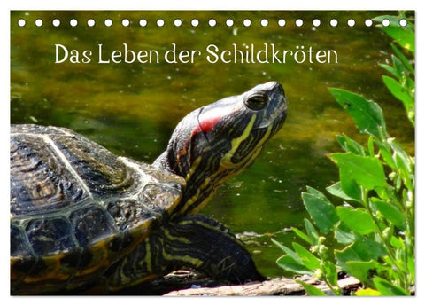 Das Leben der Schildkröten (Tischkalender 2027 DIN A5 quer), CALVENDO Monatskalender
