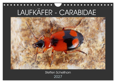 LAUFKÄFER - CARABIDAE (Wandkalender 2027 DIN A4 quer), CALVENDO Monatskalender