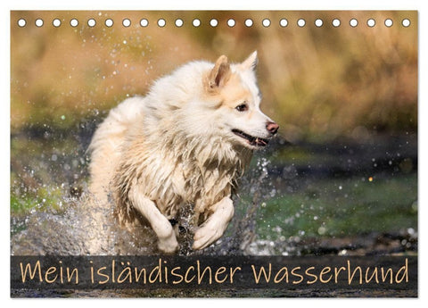 Mein isländischer Wasserhund (Tischkalender 2027 DIN A5 quer), CALVENDO Monatskalender