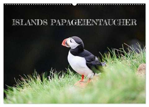 Islands Papageientaucher (Wandkalender 2026 DIN A2 quer), CALVENDO Monatskalender