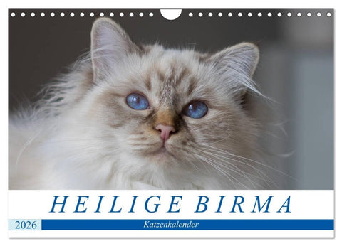Heilige Birma Katzenkalender (Wandkalender 2026 DIN A4 quer), CALVENDO Monatskalender