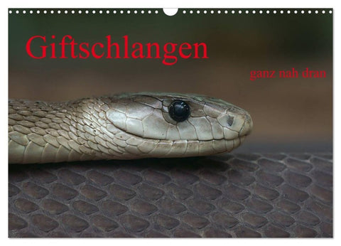 Giftschlangen, ganz nah dran (Wandkalender 2027 DIN A3 quer), CALVENDO Monatskalender