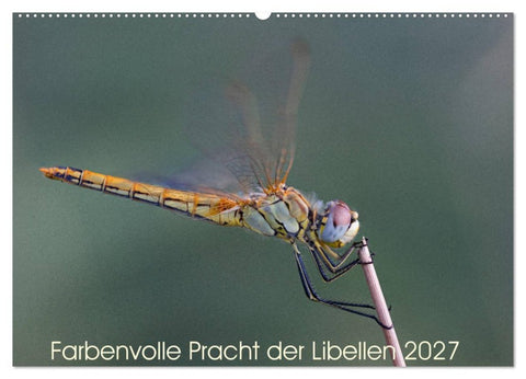 Farbenvolle Pracht der Libellen (Wandkalender 2027 DIN A2 quer), CALVENDO Monatskalender