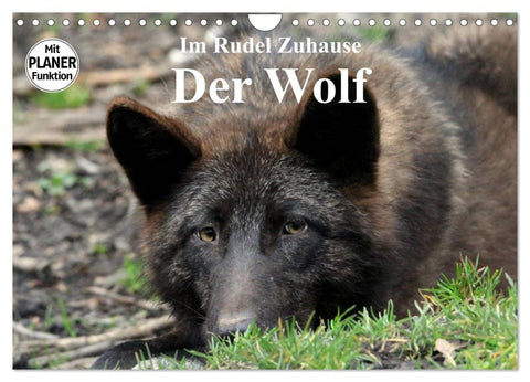 Im Rudel Zuhause - Der Wolf (Wandkalender 2026 DIN A4 quer), CALVENDO Monatskalender