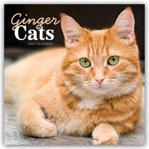 Ginger Cats – Rothaarige Katzen 2027 – Wand-Kalender