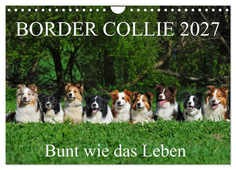 Border Collie 2027 (Wandkalender 2027 DIN A4 quer), CALVENDO Monatskalender