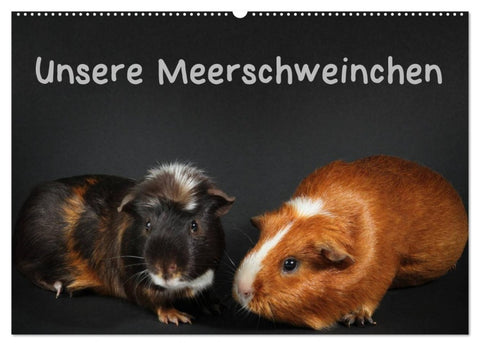 Unsere Meerschweinchen (Wandkalender 2027 DIN A2 quer), CALVENDO Monatskalender