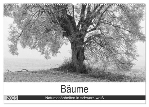Bäume - Naturschönheiten in schwarz-weiß (Wandkalender 2026 DIN A2 quer), CALVENDO Monatskalender