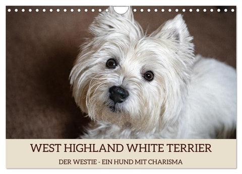 WEST HIGHLAND WHITE TERRIER - DER WESTIE - EIN HUND MIT CHARISMA (Wandkalender 2026 DIN A4 quer), CALVENDO Monatskalender