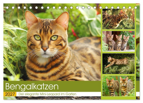 Bengalkatzen. Der elegante Mini-Leopard im Garten (Tischkalender 2027 DIN A5 quer), CALVENDO Monatskalender