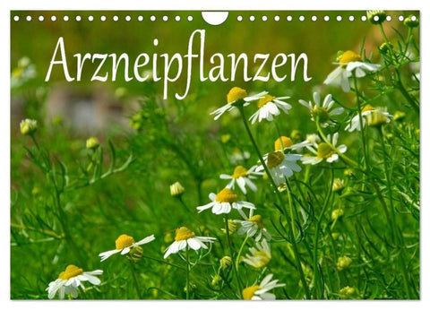 Arzneipflanzen (Wandkalender 2026 DIN A4 quer), CALVENDO Monatskalender