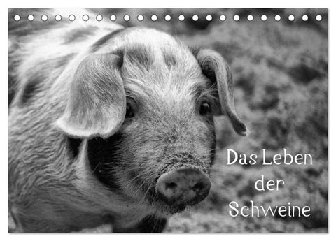 Das Leben der Schweine (Tischkalender 2027 DIN A5 quer), CALVENDO Monatskalender