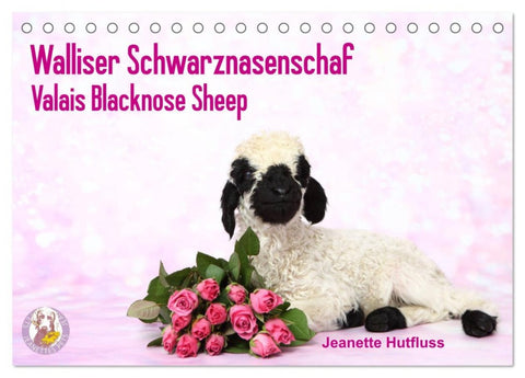 Walliser Schwarznasenschaf Valais Blacknose Sheep (Tischkalender 2026 DIN A5 quer), CALVENDO Monatskalender