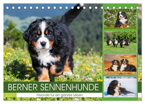 Berner Sennenhunde - Freunde für ein ganzes Leben (Tischkalender 2027 DIN A5 quer), CALVENDO Monatskalender
