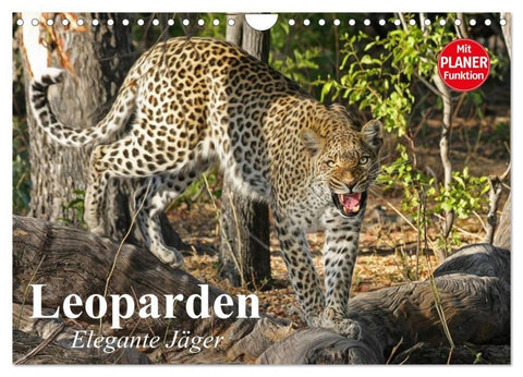 Leoparden. Elegante Jäger (Wandkalender 2027 DIN A4 quer), CALVENDO Monatskalender