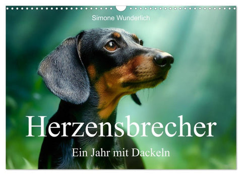 Herzensbrecher - Ein Jahr mit Dackeln (Wandkalender 2027 DIN A3 quer), CALVENDO Monatskalender