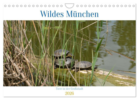 Wildes München (Wandkalender 2026 DIN A4 quer), CALVENDO Monatskalender