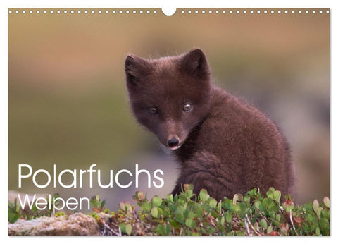 Polarfuchs-Welpen (Wandkalender 2027 DIN A3 quer), CALVENDO Monatskalender
