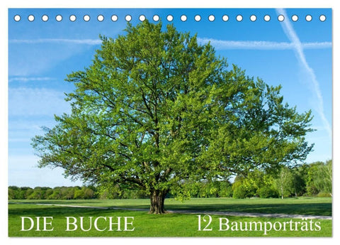 Die Buche: 12 Baumporträts (Tischkalender 2027 DIN A5 quer), CALVENDO Monatskalender