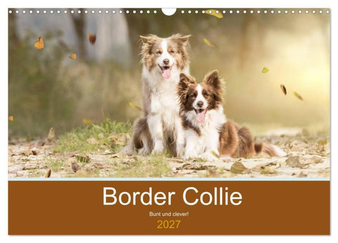 Border Collie - Bunt und clever! (Wandkalender 2027 DIN A3 quer), CALVENDO Monatskalender