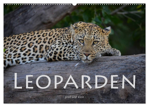 Leoparden - groß und klein (Wandkalender 2026 DIN A2 quer), CALVENDO Monatskalender